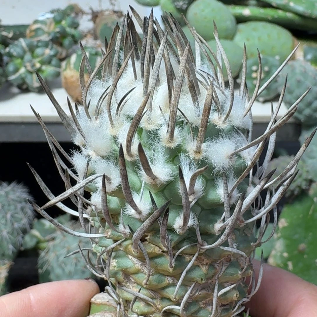【闪购商品】无花朵苗接炭烧刺娇丽