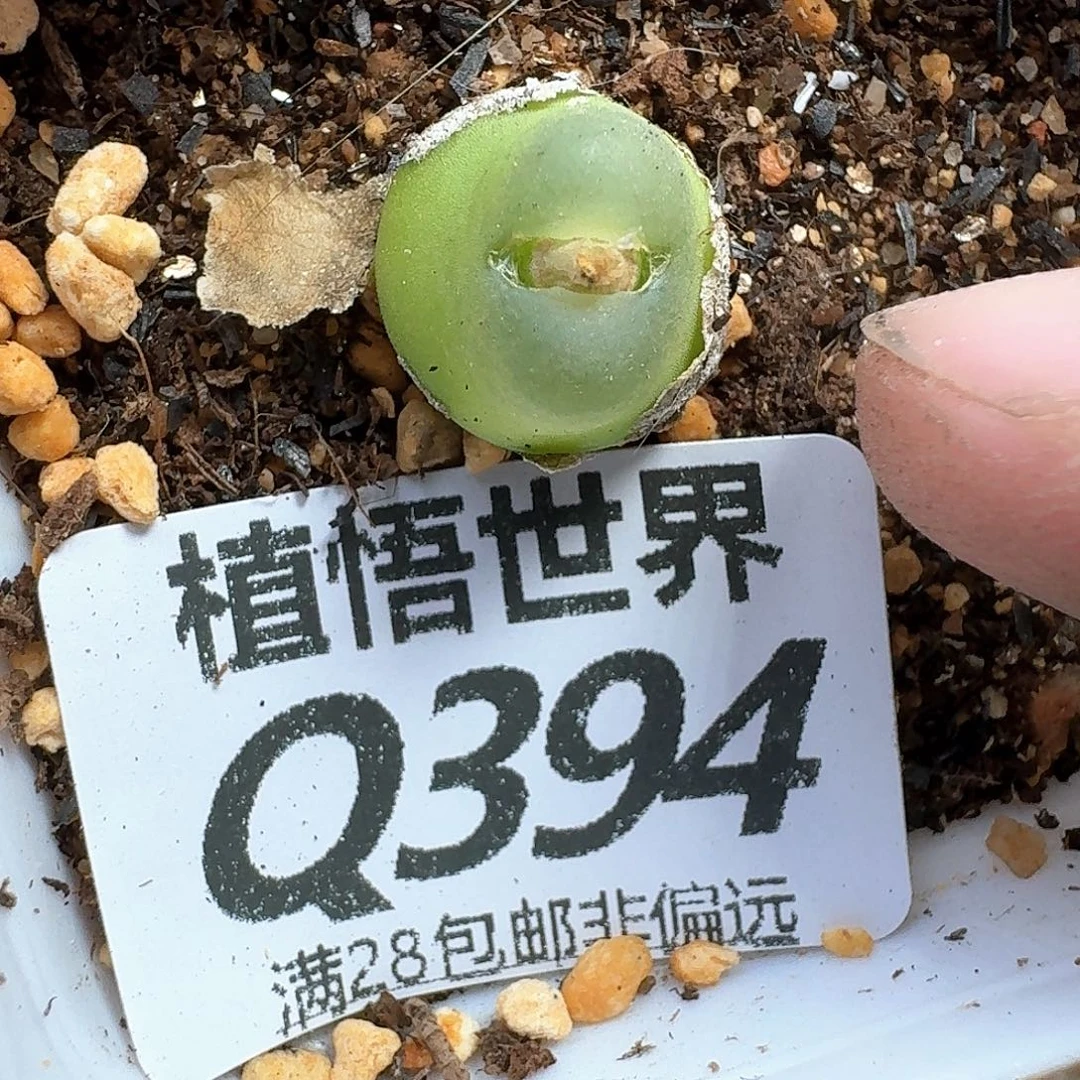 多肉植物的动作吃的