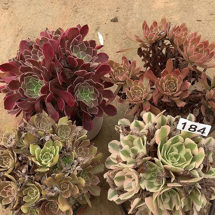 无花朵184四颗多肉植物组合