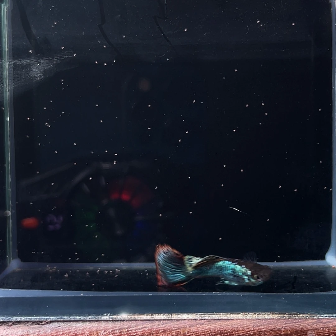 孔雀鱼史托巴赫马晶塔半月