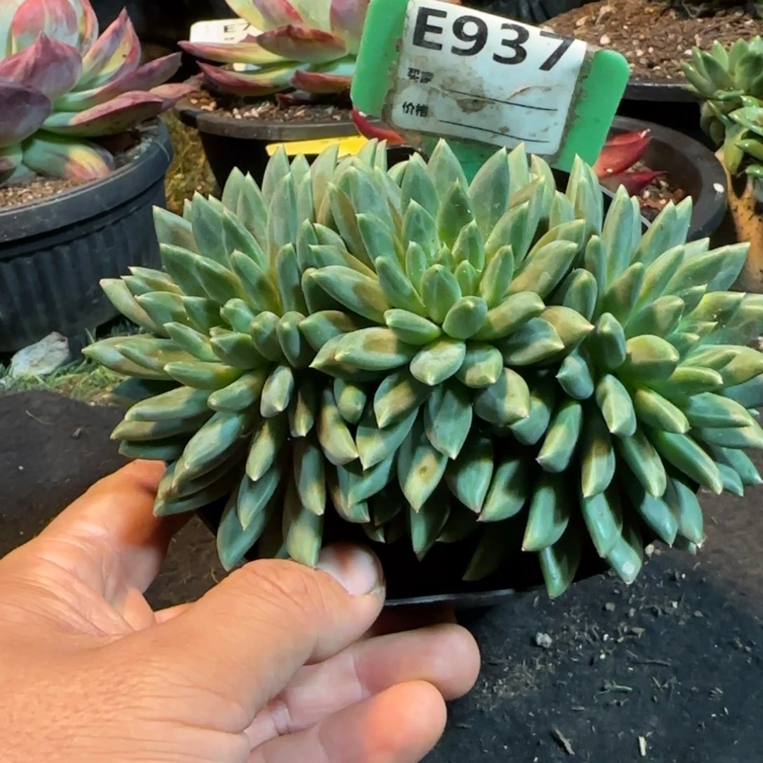 青花瓷惊鸿一物一拍包装收缩花旱937