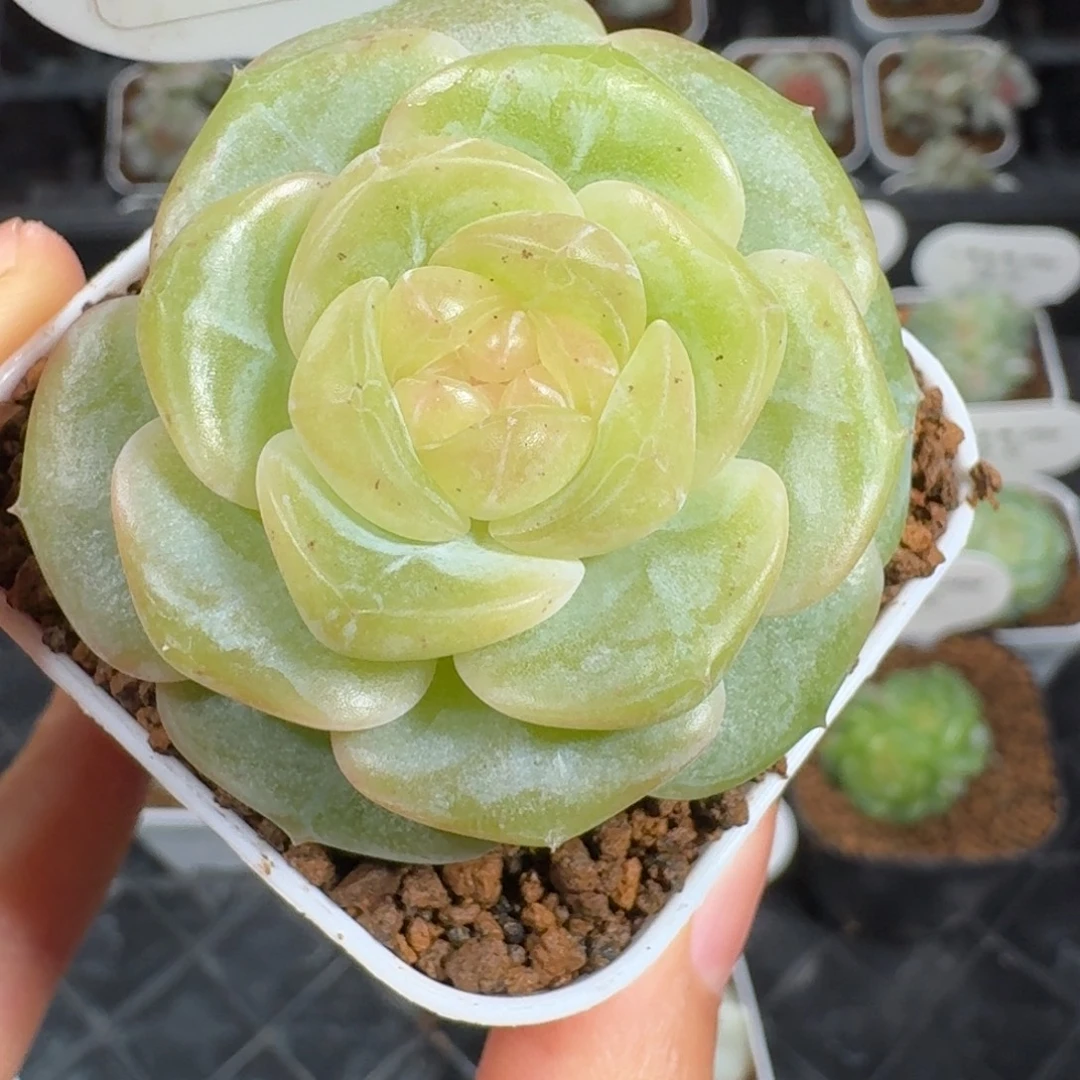 0924-89-月见仙单头