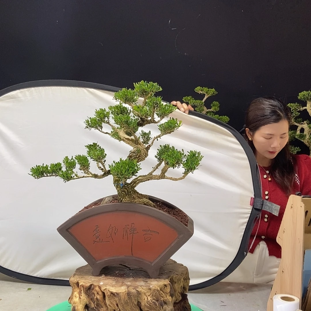 无花朵广东小叶黄杨