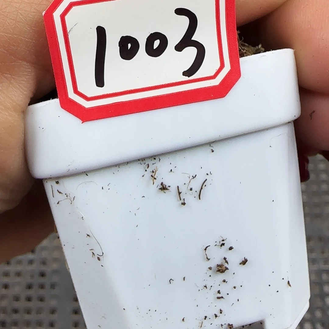 1003号哈哈哈哈哈哈