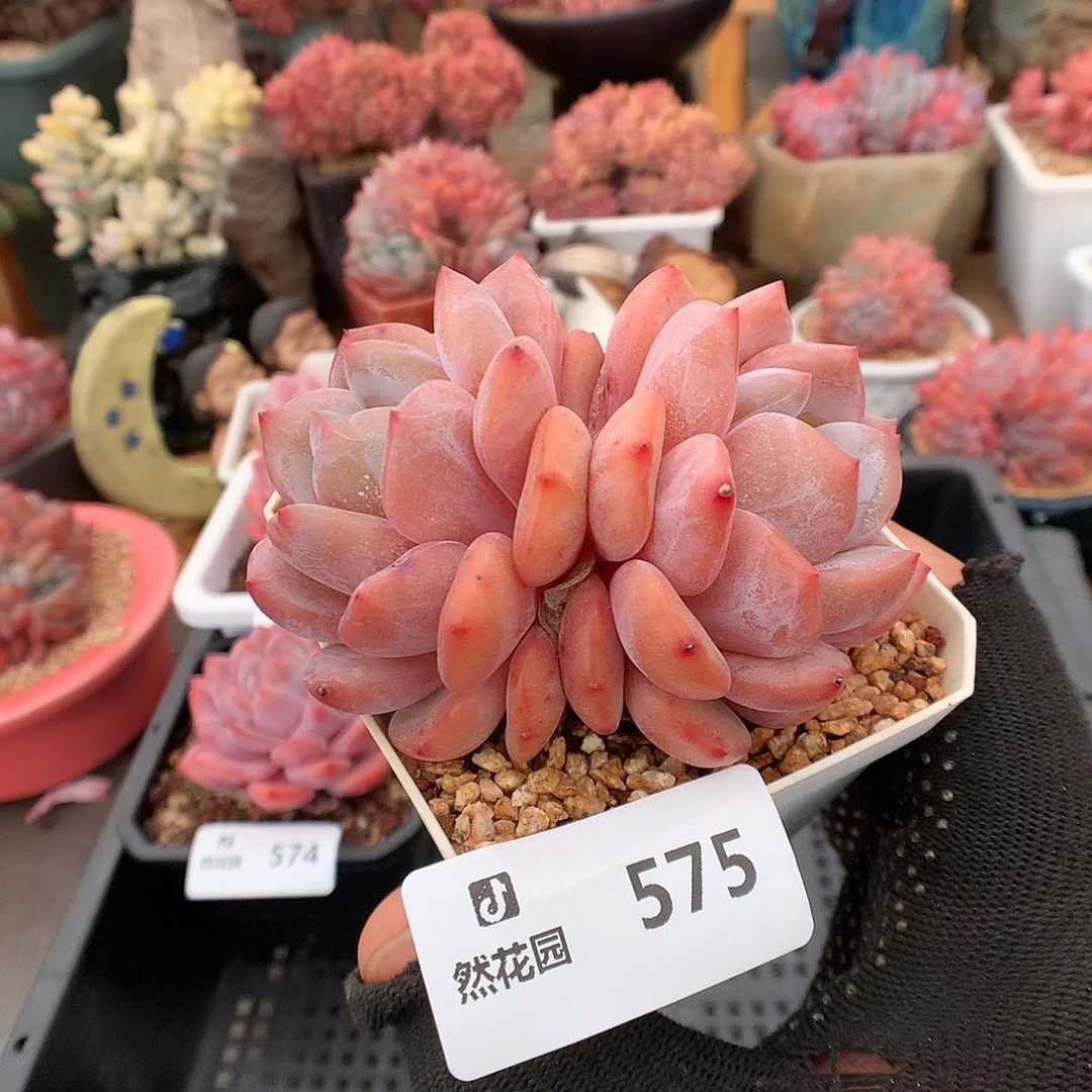 575红石星影多肉植物6666
