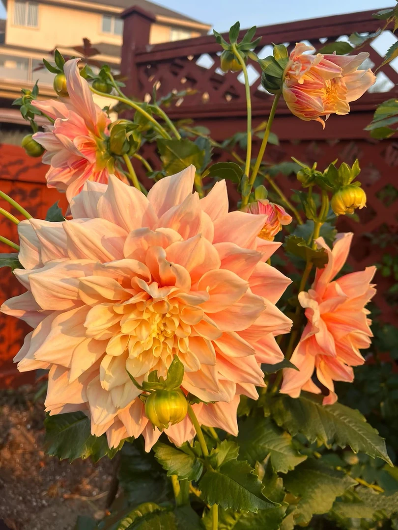 【爆发】进口多年生重瓣大丽花种球盆栽地栽送肥料