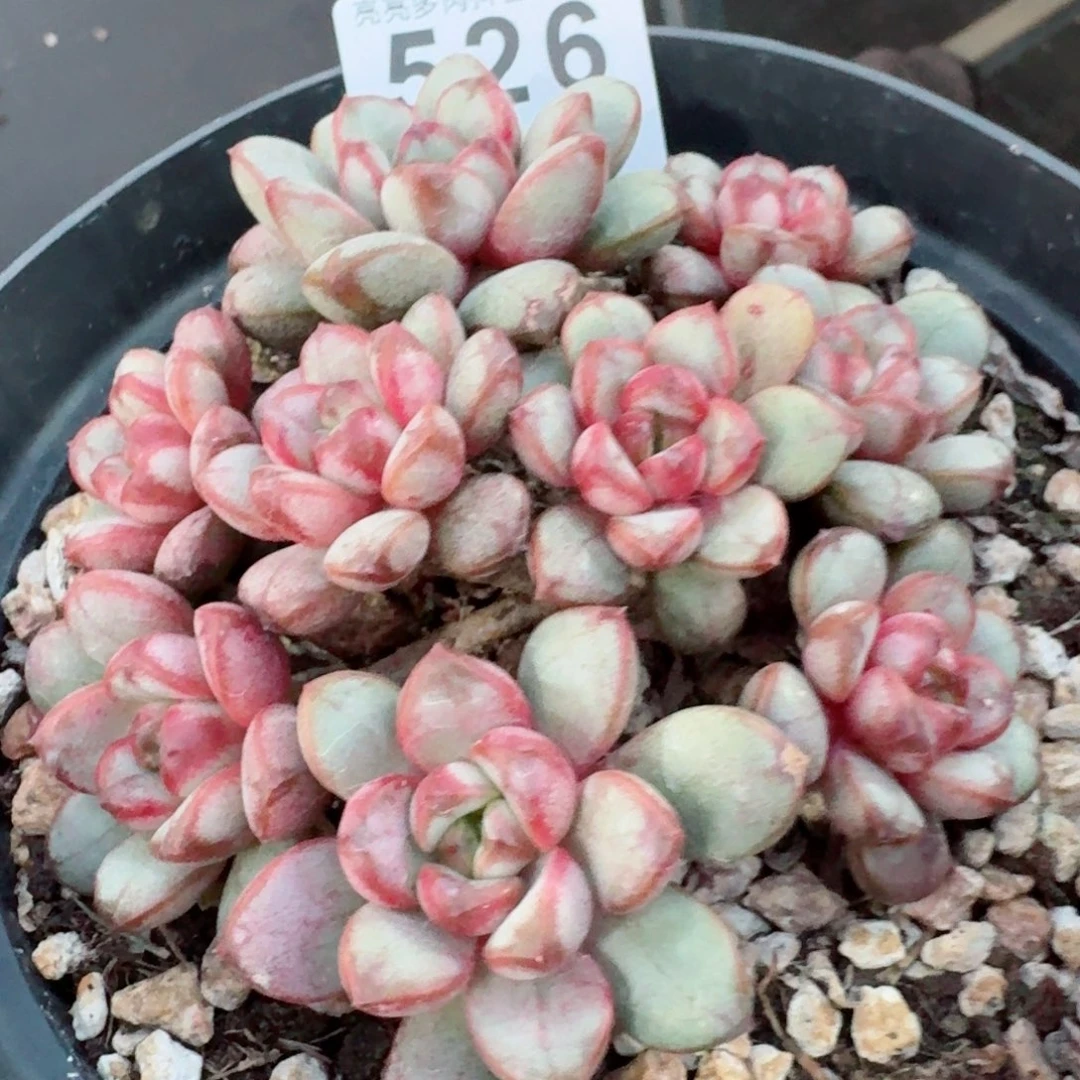 葡萄老桩         精品多肉