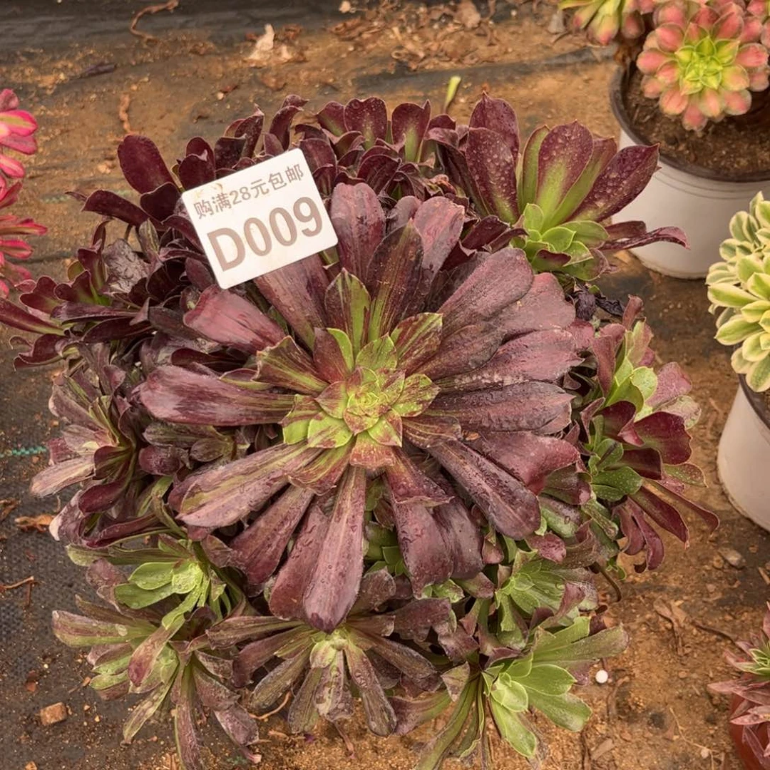 009多肉植物花脸欧若拉