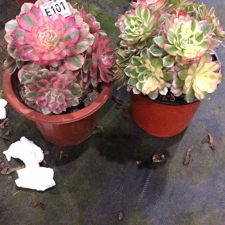 ****࿐俩棵多肉1010000000000