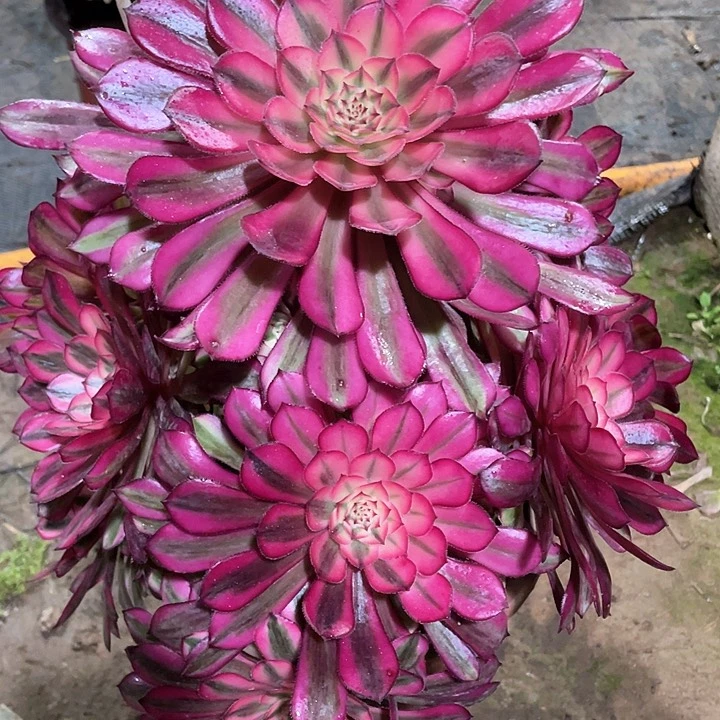 多肉法师638 白月光