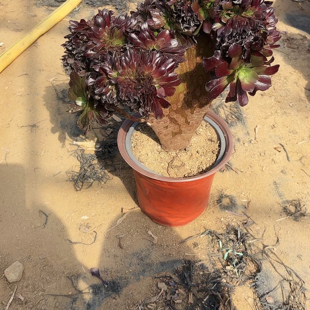 巨**蟹226欧子缀多肉植物