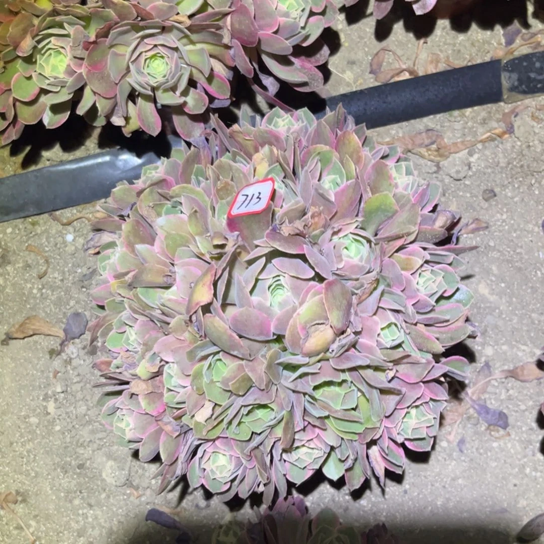 713多肉植物女妖阴阳