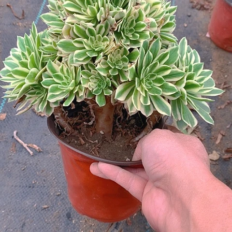 608艳凝多肉植物