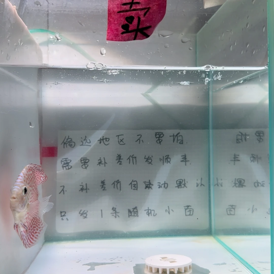 七彩神仙鱼肉身7-8偏远地区不拍