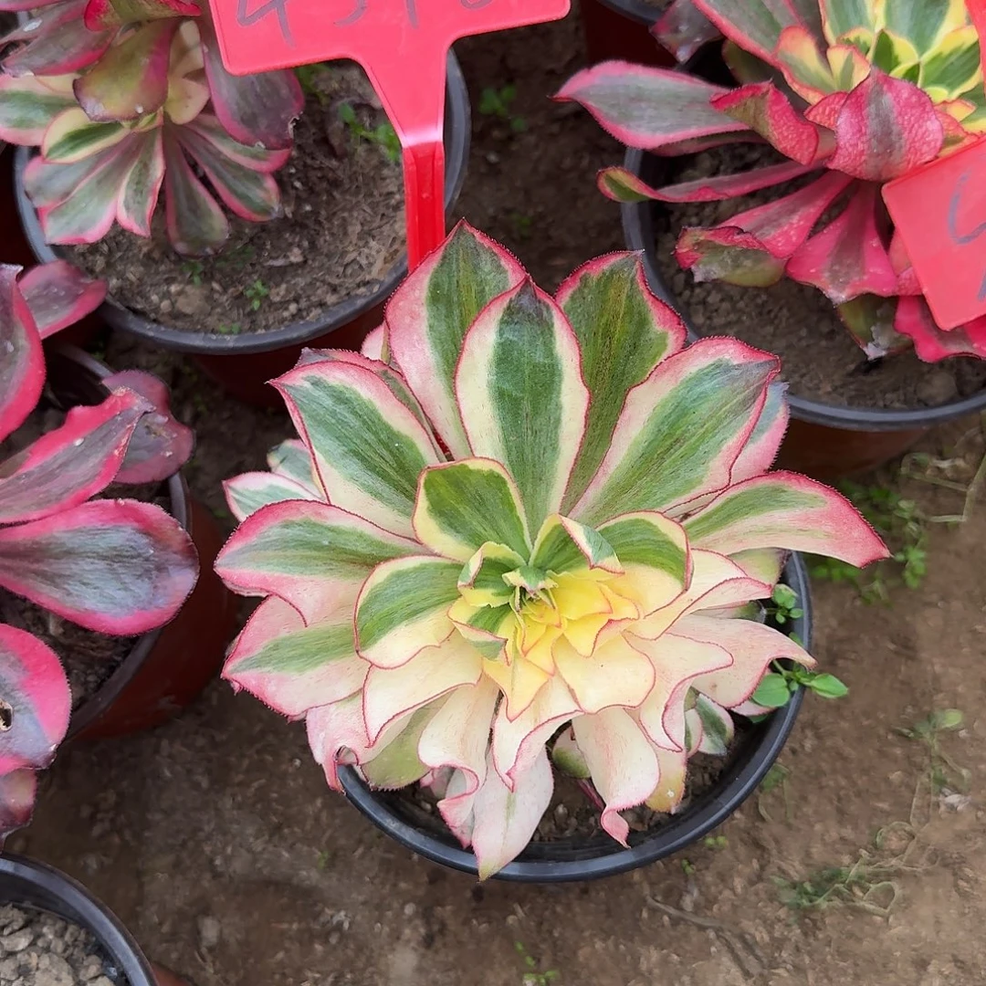 4548魅影多肉法师