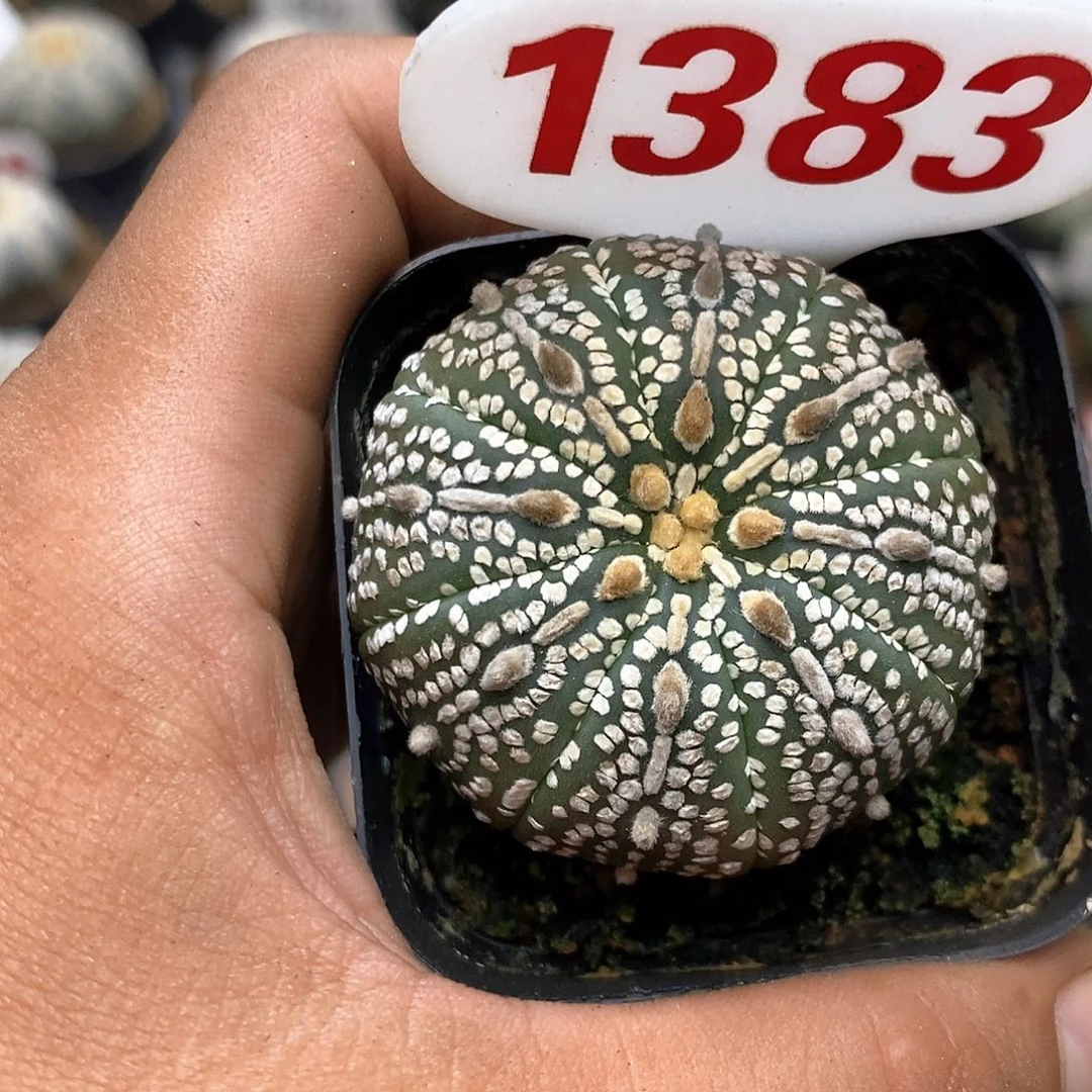 1383奇迹福利特价咯