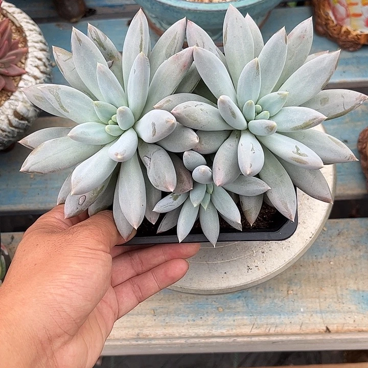 多肉植物一物一拍