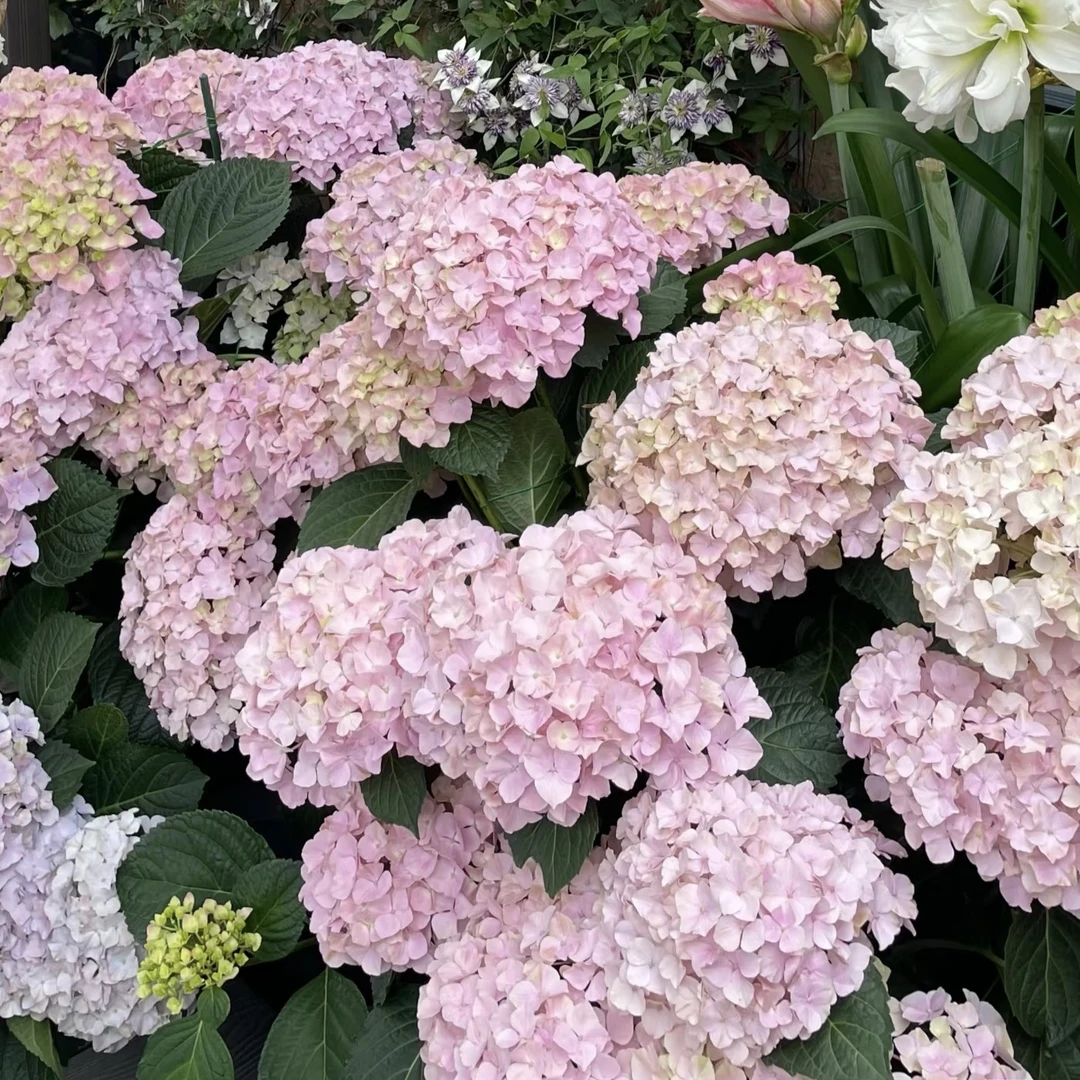 【绣球老桩】不带花发货 云南基地直发庭院阳台新手好养绿植