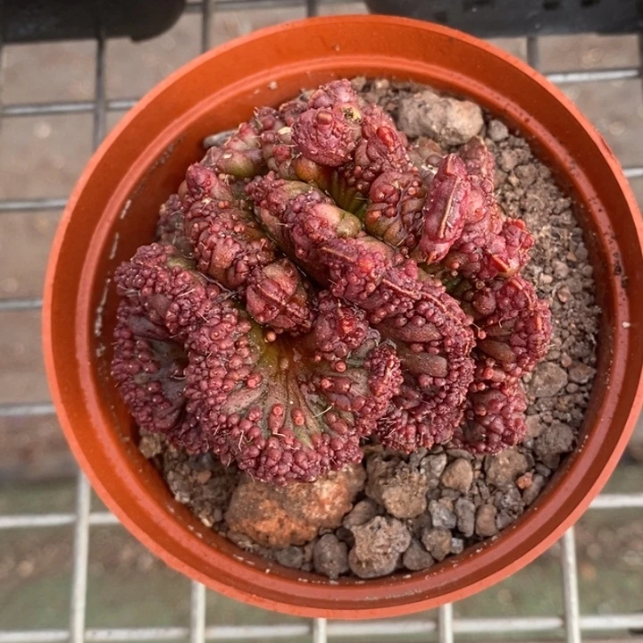 伯克利和格蕾纳等著名的音乐