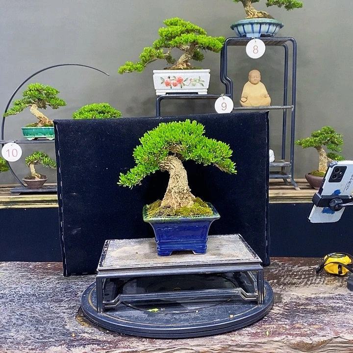 无花朵黄杨盆景四季常青