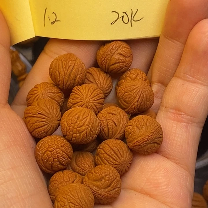 吊坠桃核秦岭龙纹桃核12尺