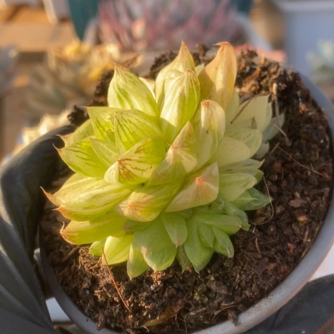 275金之华锦锦锦锦锦