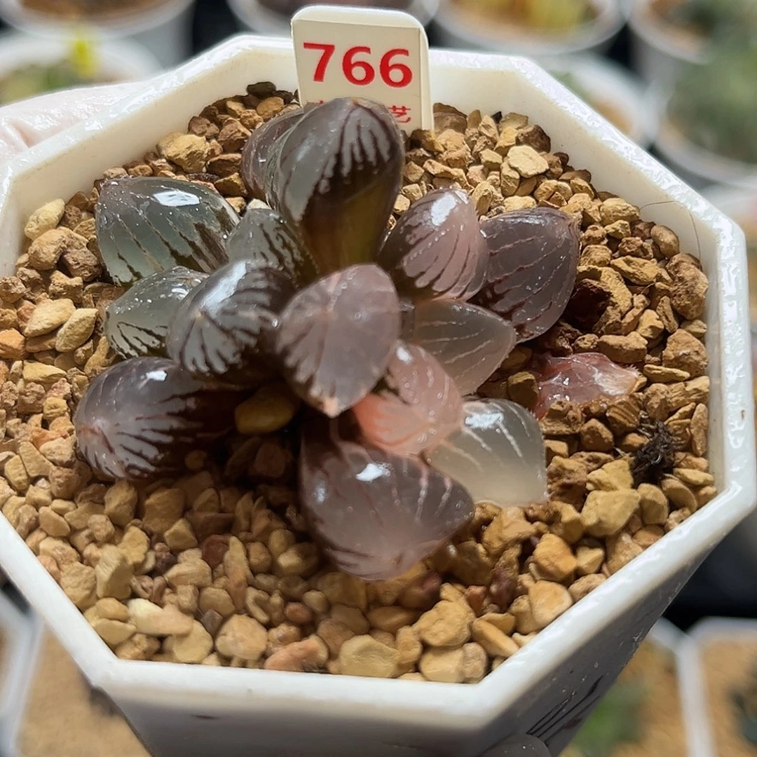 766糯玉露锦福利福利