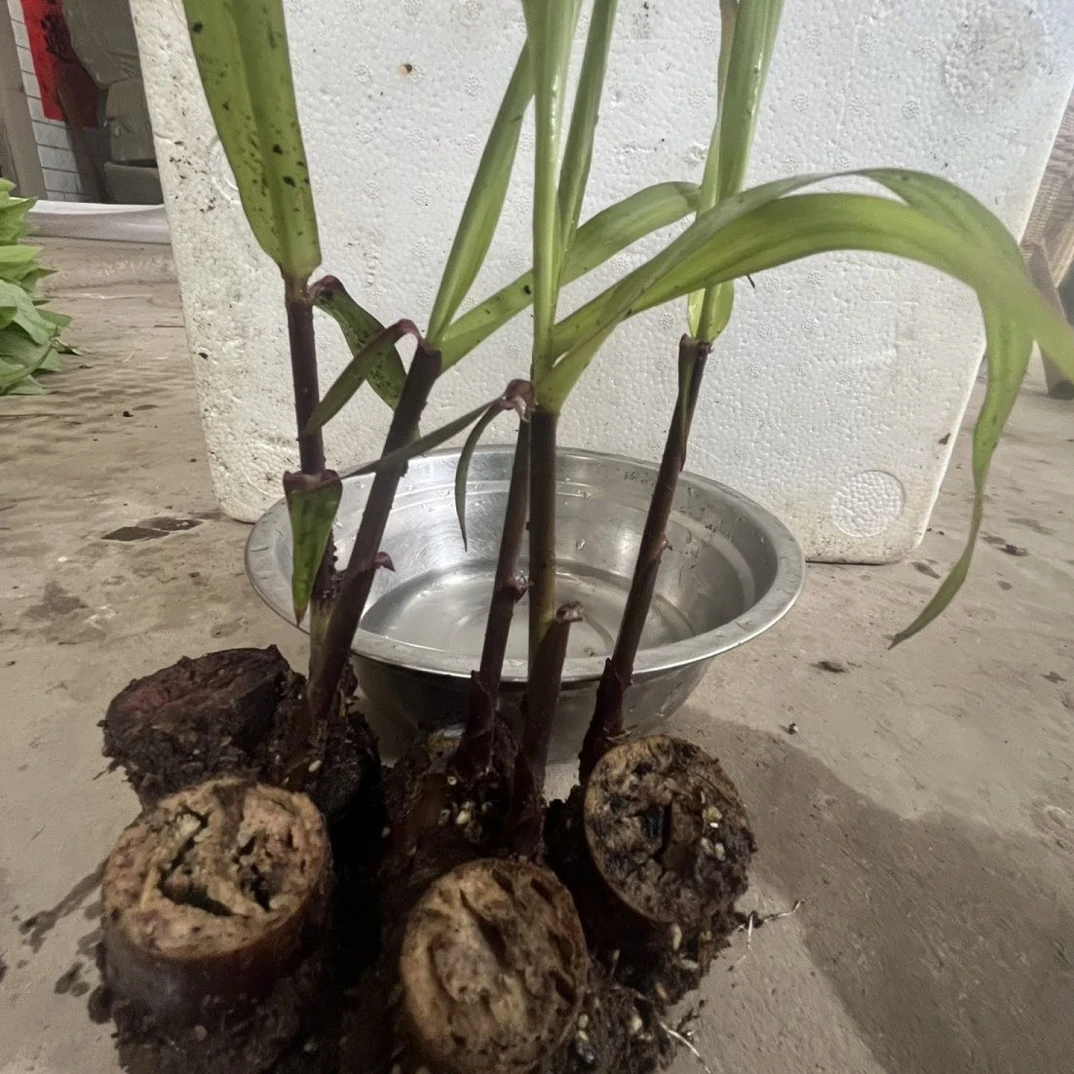 广西黑皮黄皮水果甘蔗种茎苗