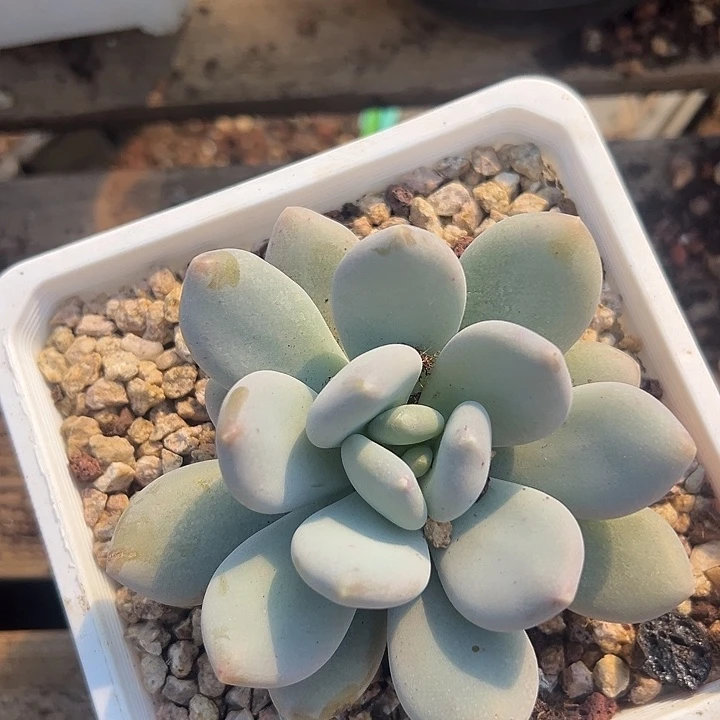 刚果系列美人一物一拍特价