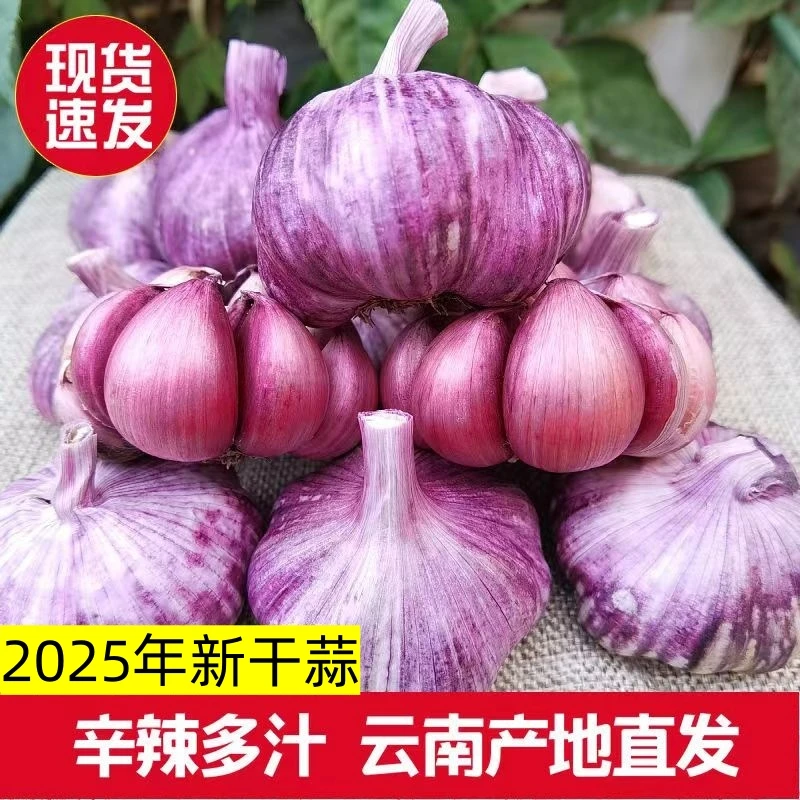 【新晒紫皮蒜】云南紫皮辛辣红皮蒜农家传统自种作腊八蒜可食用种植