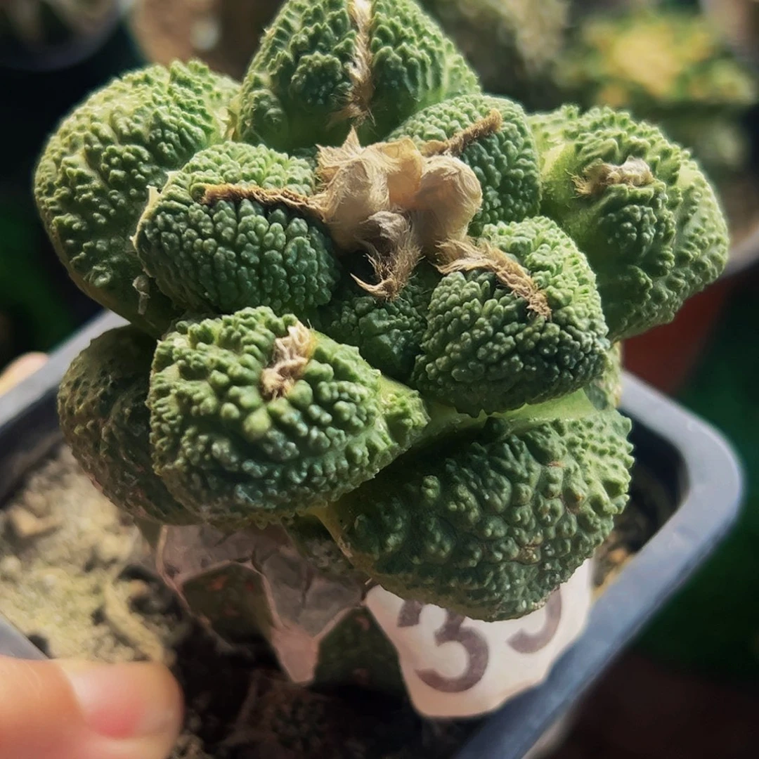 无花朵福利连山哥斯拉牡丹391
