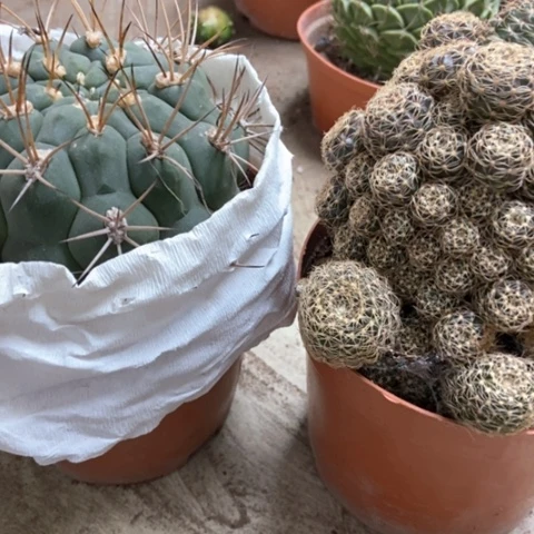 辉煌新天地仙人球40米