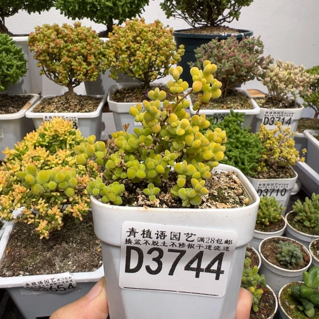 d3744黄金莱斯枝干