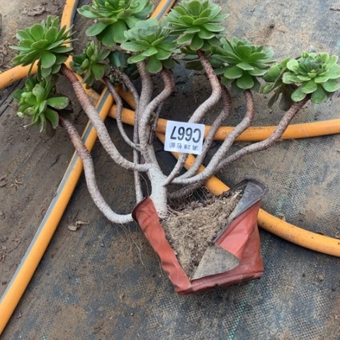 667万圣节不包断枝