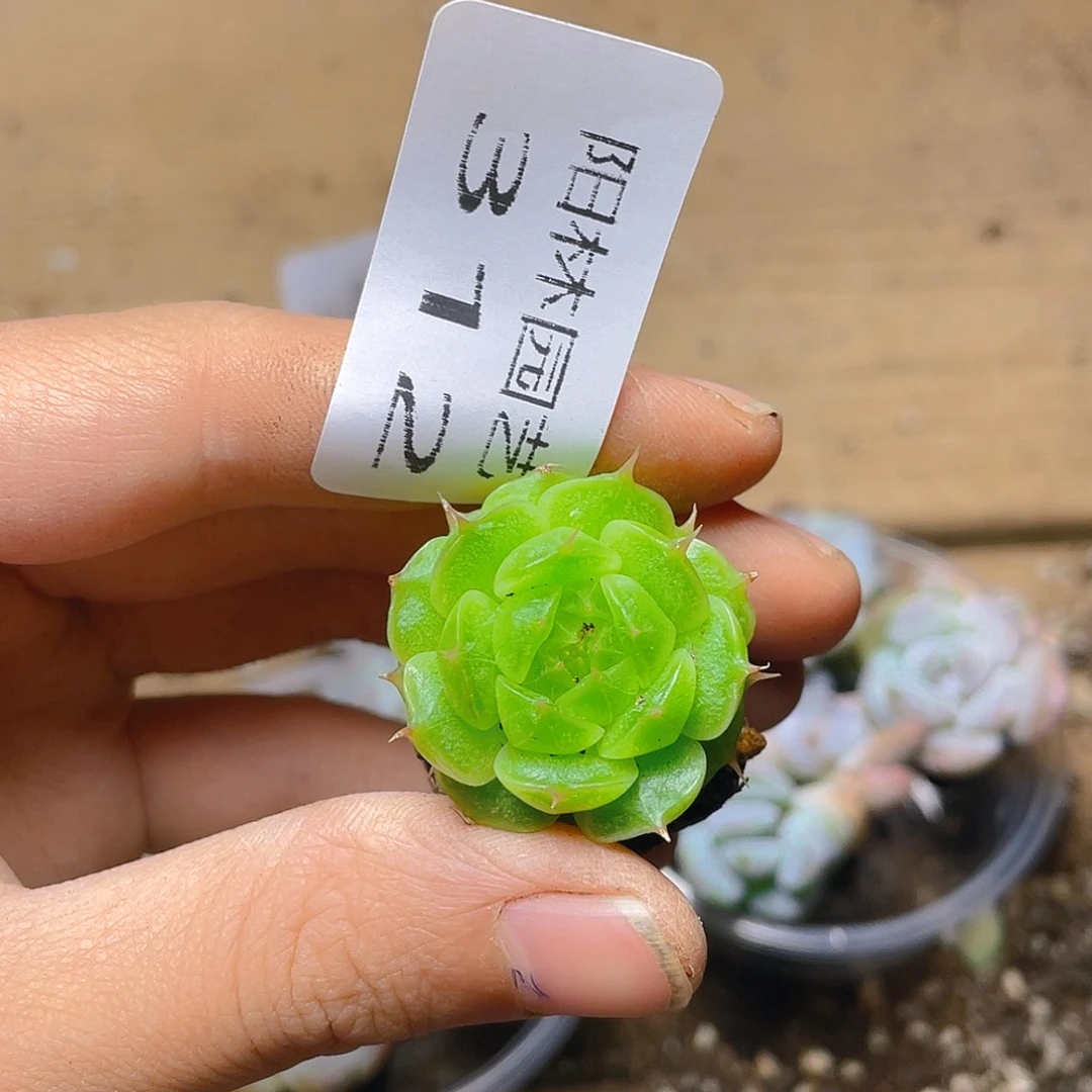 多肉植物多肉植物312