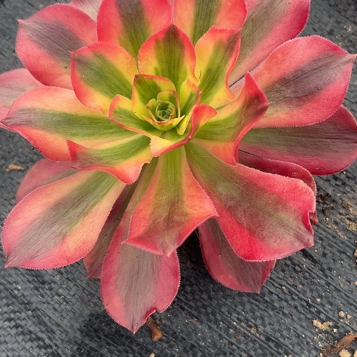 法师锦好好看呀啊