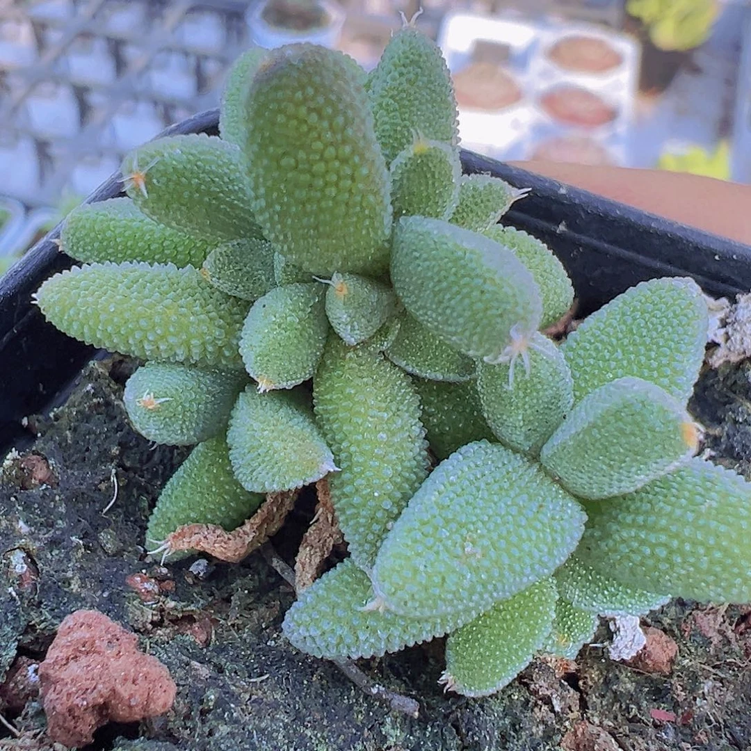 小可爱玉米枝干19包邮