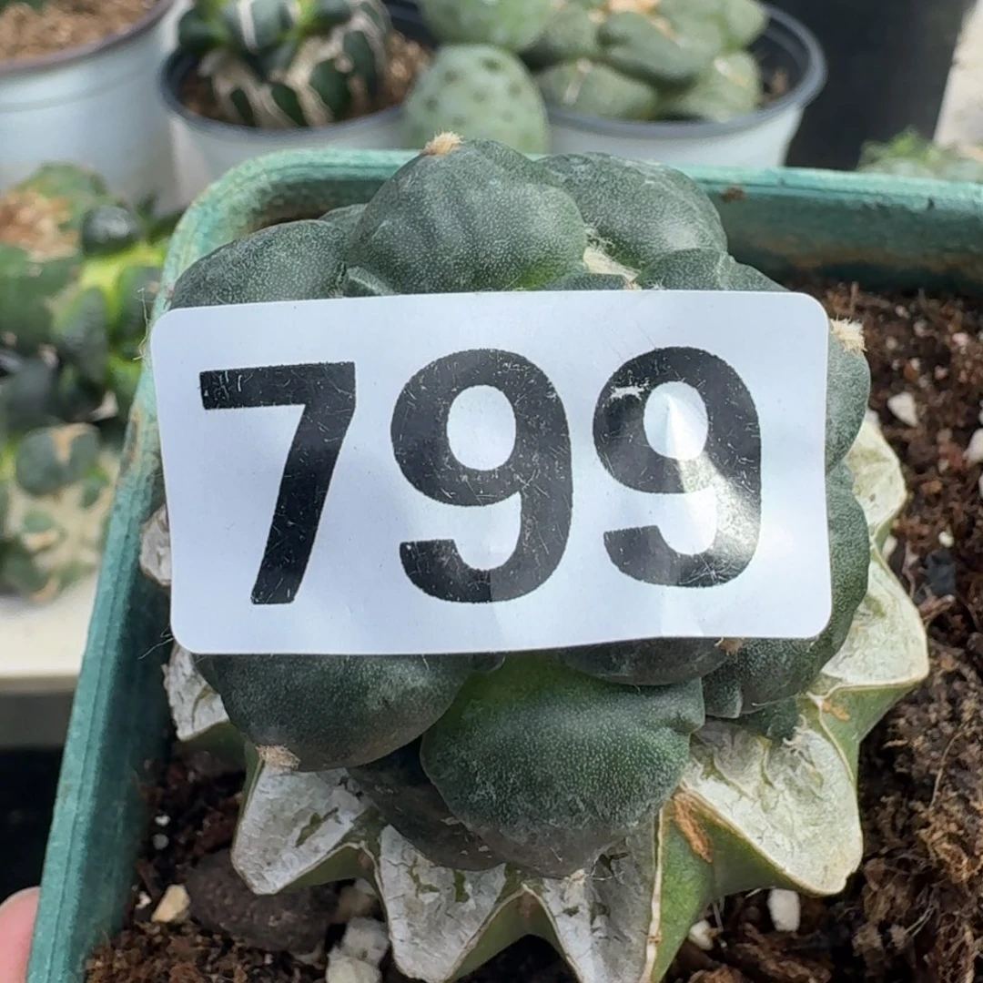 【闪购商品】无花朵用****9达摩丸尤799