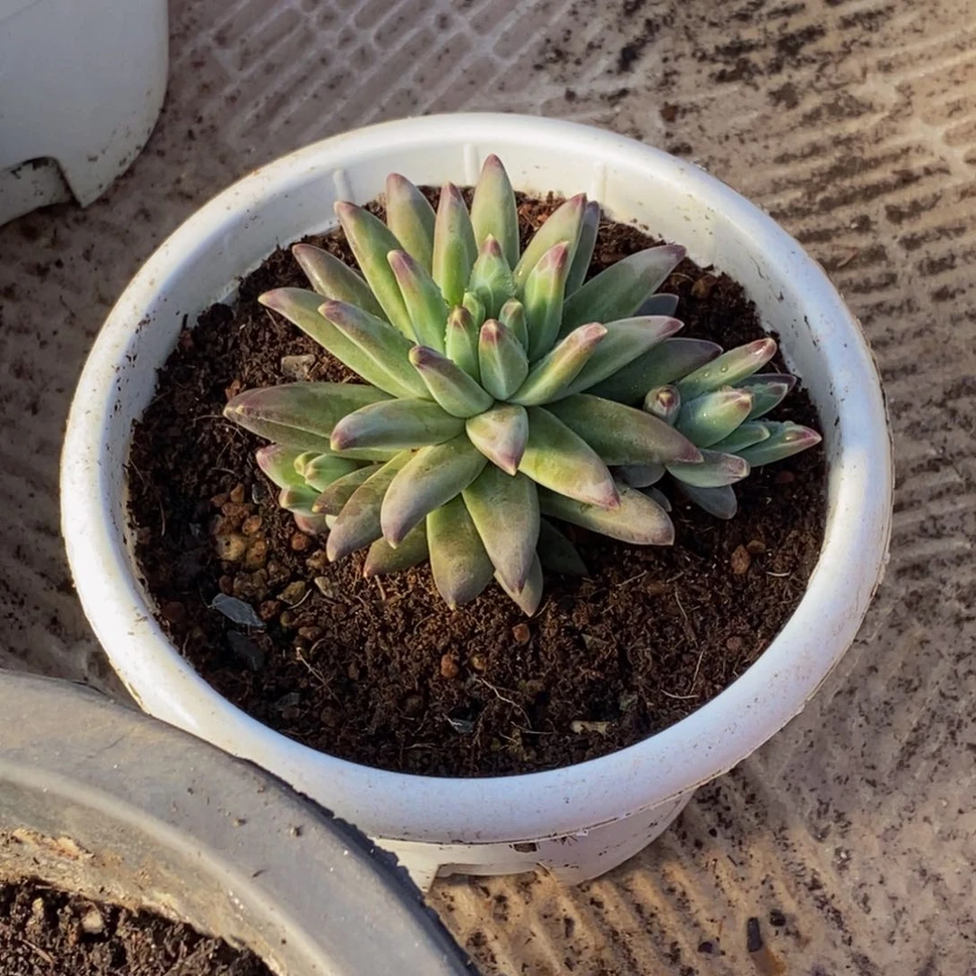 闭***。48包邮一物一拍多肉