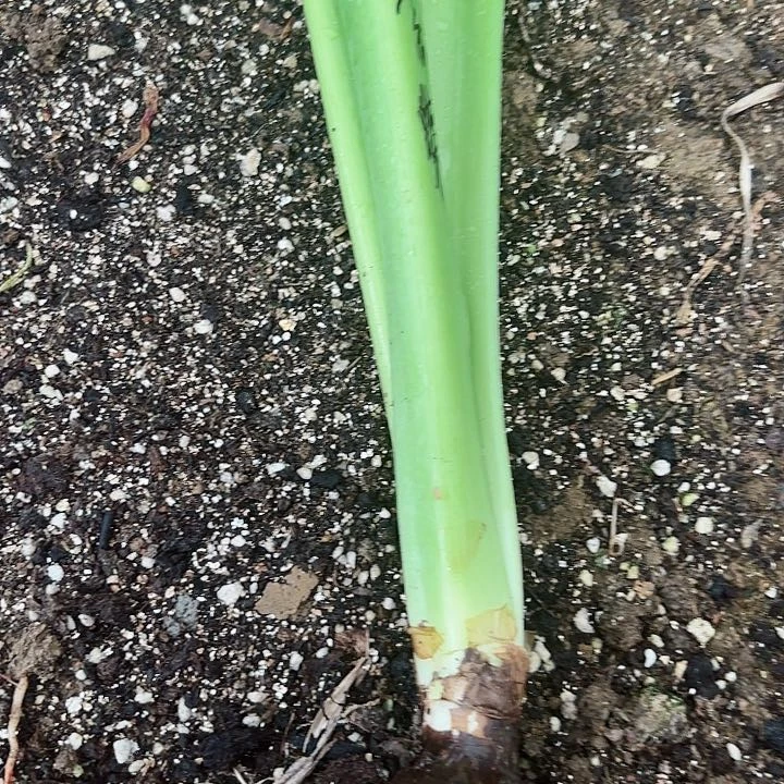 无花朵紫蝶包对版六号