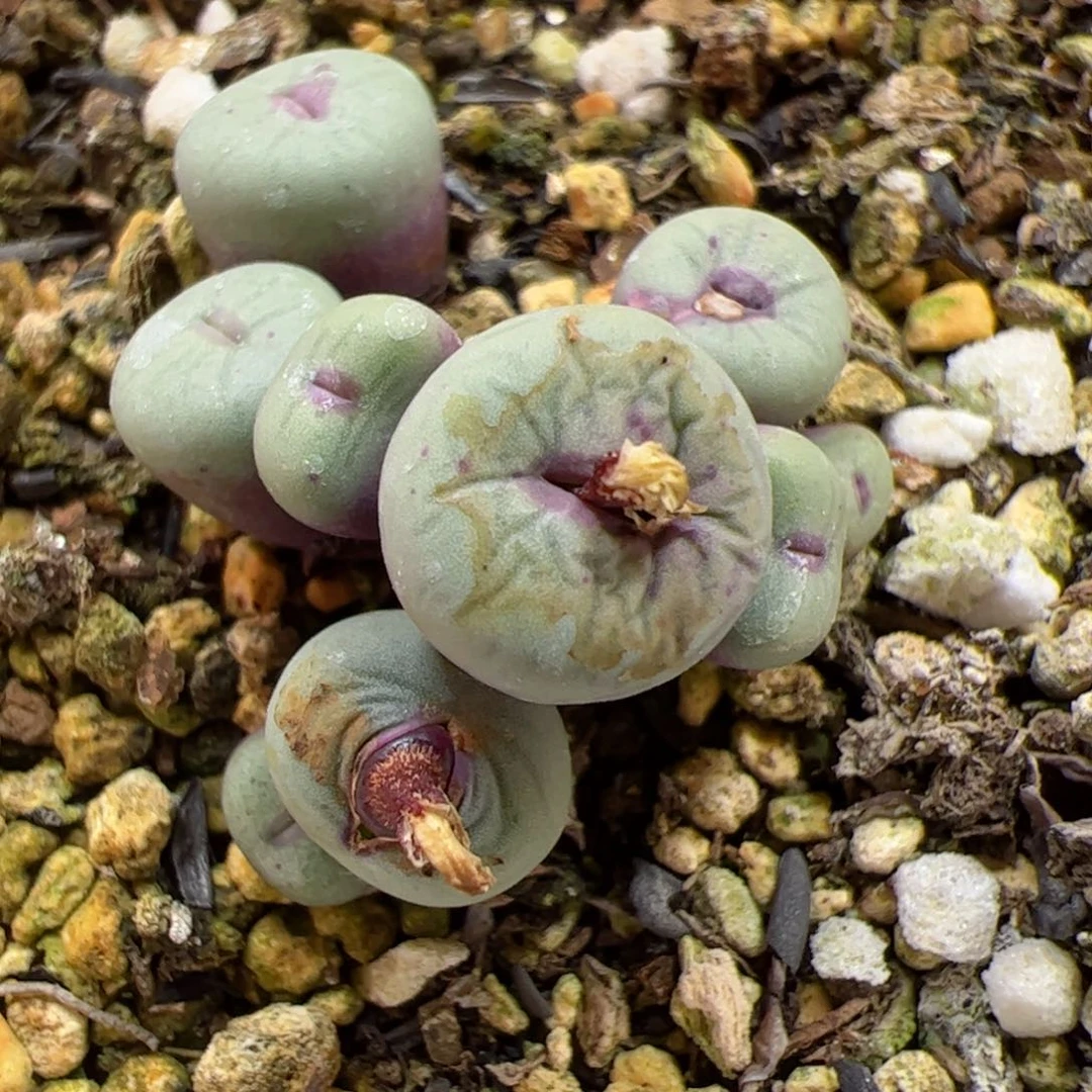 【闪购商品】37 福利1380B