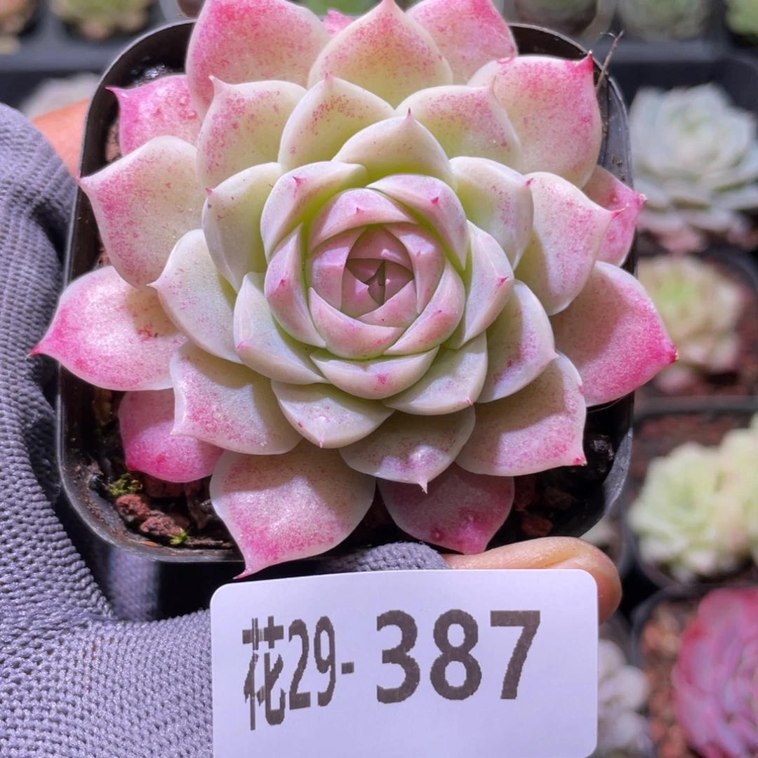 花利美29-387美瞳