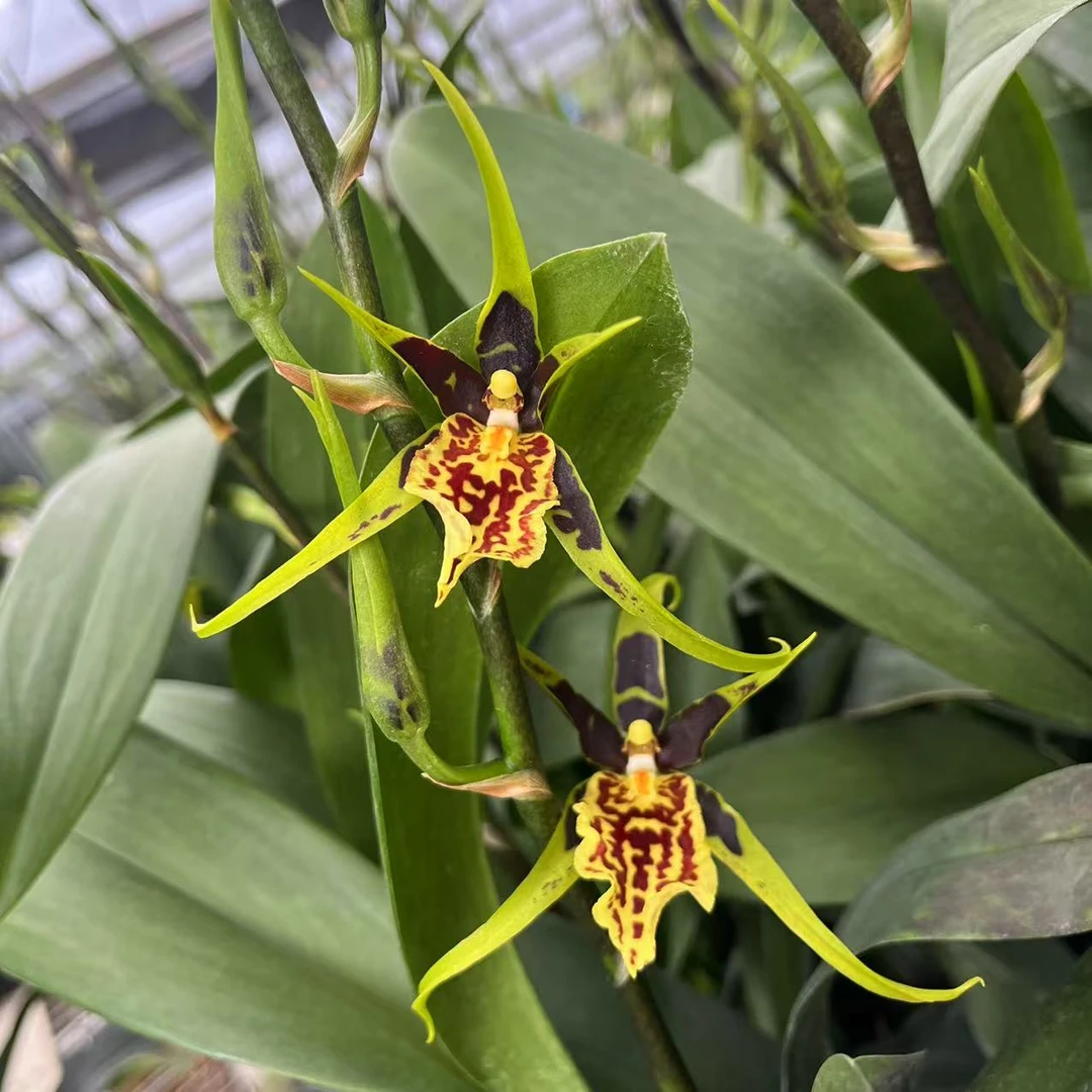 蜘蛛文心兰带花剑好养易活兰花卉盆栽适合客厅阳台室内