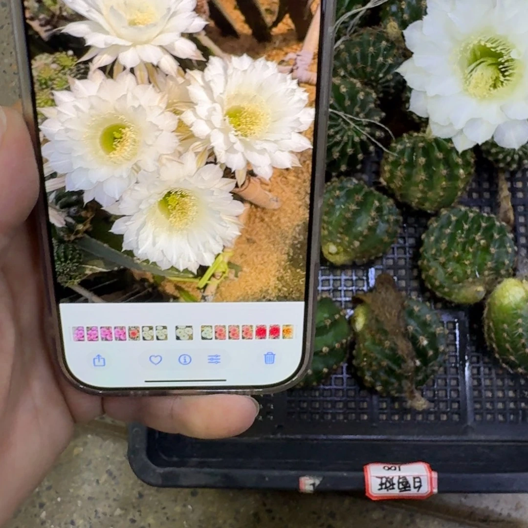 258彩草白雪歪无根侧牙4公分左右，20包邮