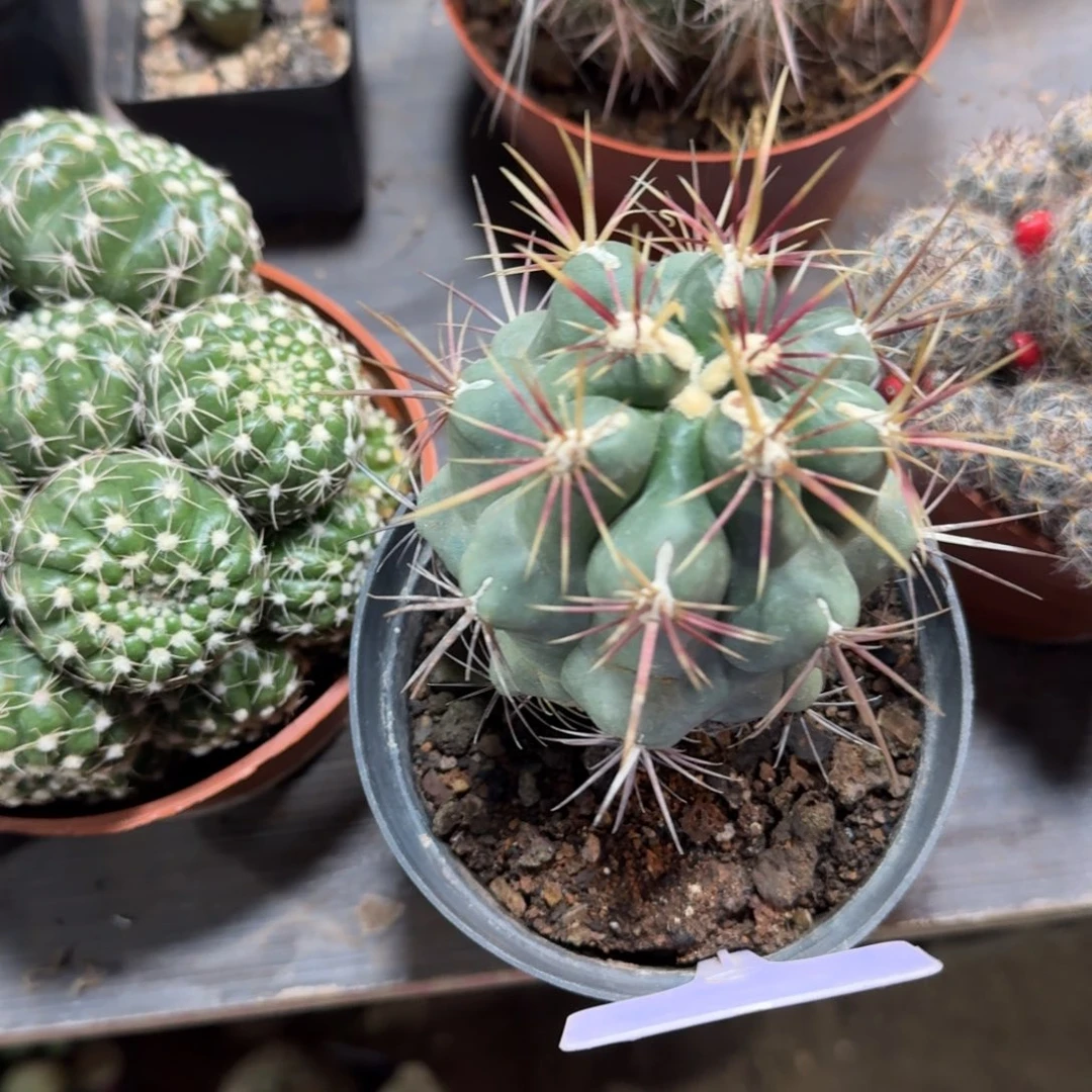 T***²可口可乐了可口可乐了