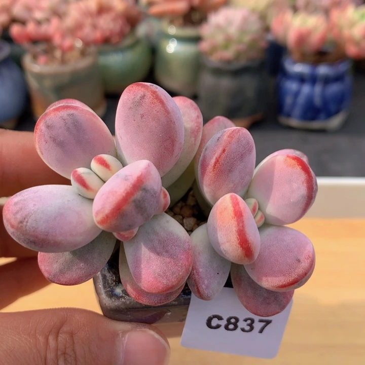 一物一拍满38包邮 C837