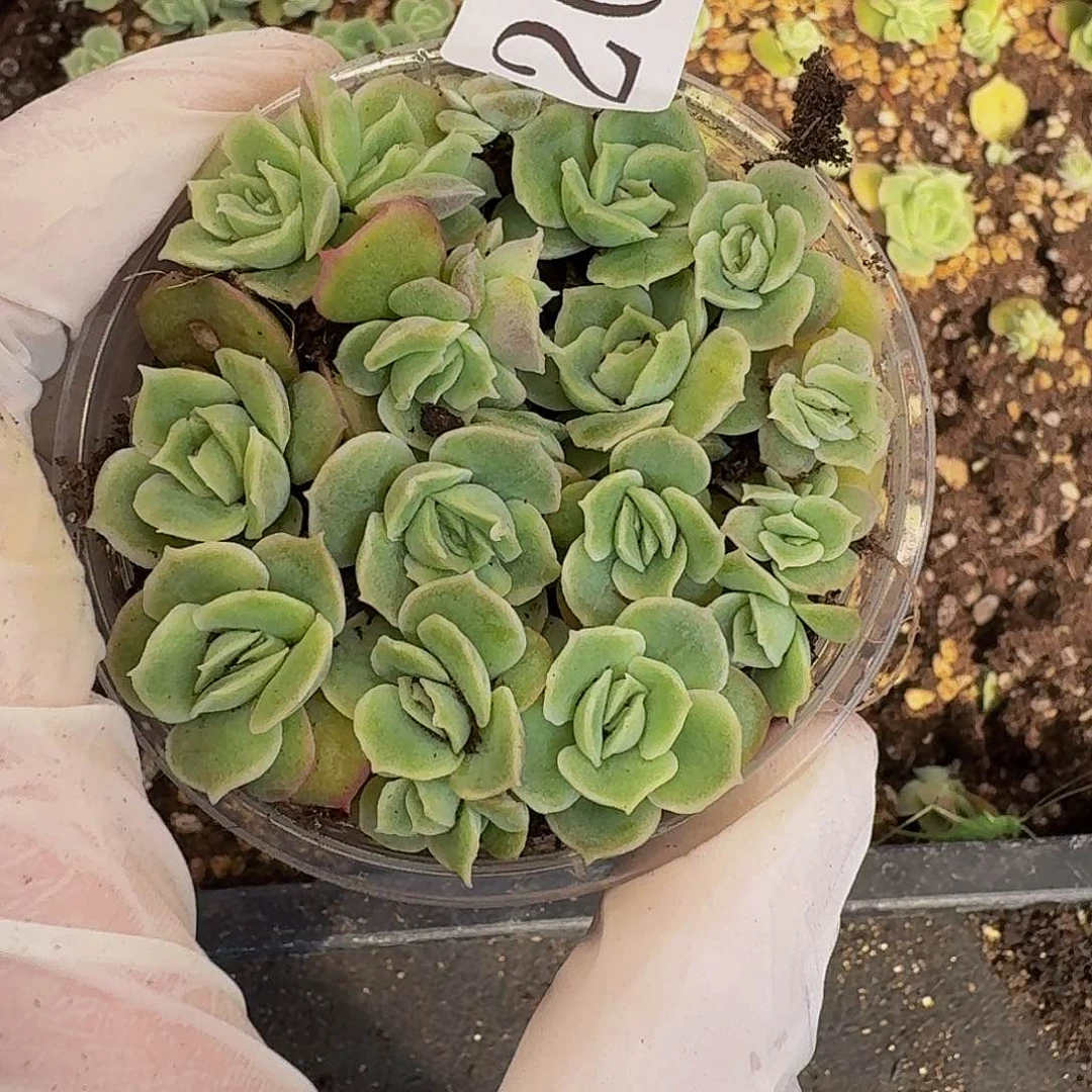 多肉植物多肉植物200