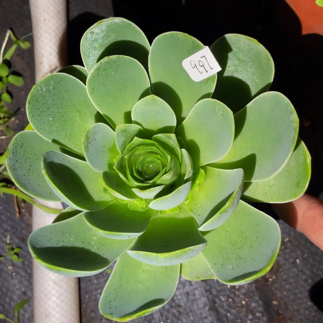 梓*原优997多肉植物花卉