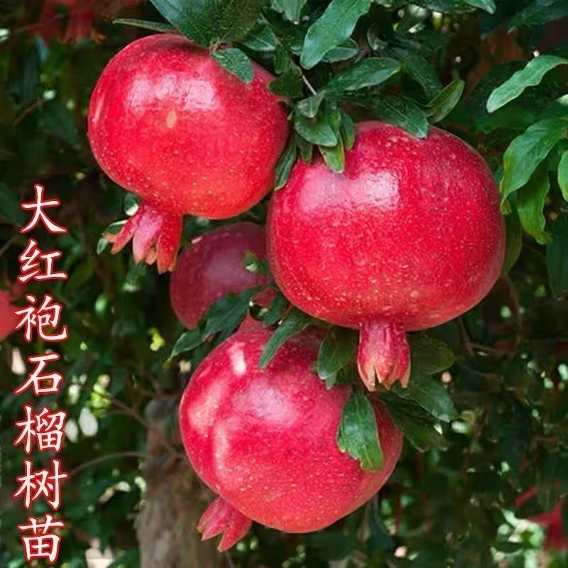 石榴树苗特大大红袍甜石榴苗盆栽地栽当年结果南北方种植石榴树