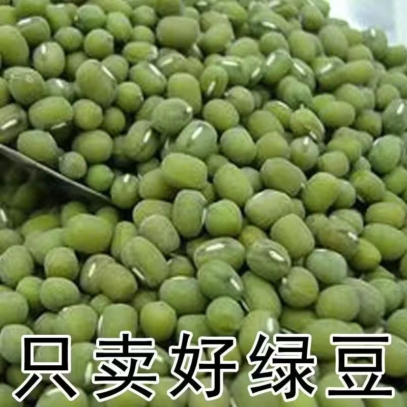 农家自种高山绿豆可发豆芽
